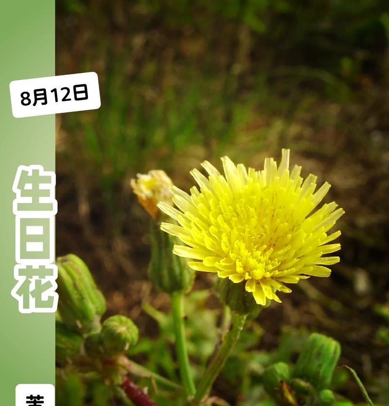 刀的颜色与哪种花的寓意相关？