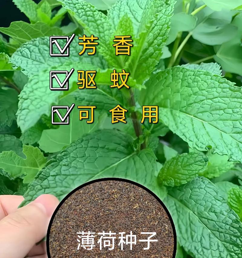 薄荷不同颜色的花语分别是什么？