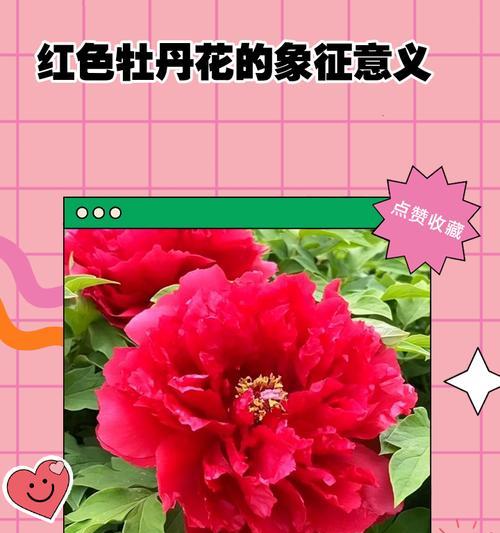 红色花代表爱情吗？红色花的花语中爱情的象征是什么？