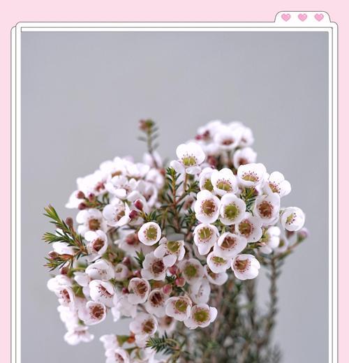 哪种花寓意爱情的忠贞不一？