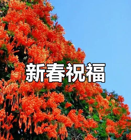 哪种花象征幸福祝愿？