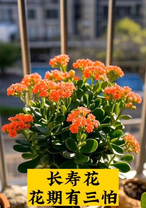 老公送长寿花寓意好吗？