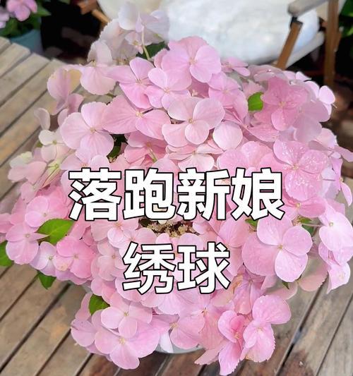 纽扣粉色花代表了什么？