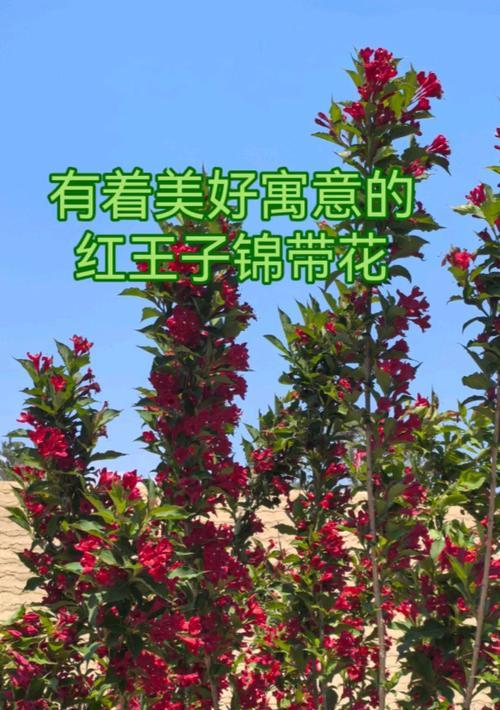哪种花寓意爱情长长久久？