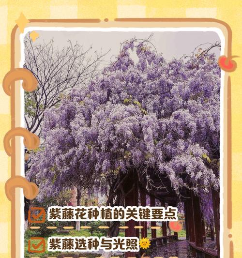 紫藤花在爱情中的含义是什么？