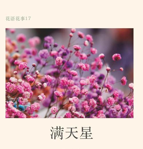 初夏季节的花语有哪些？