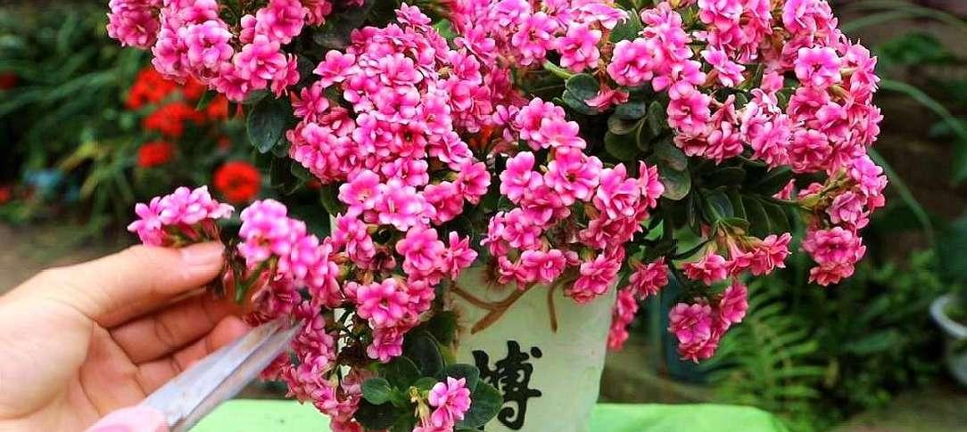 什么动物象征吉祥花？吉祥花的寓意是什么？