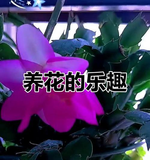 哪种花象征着自由和快乐？它的寓意是什么？
