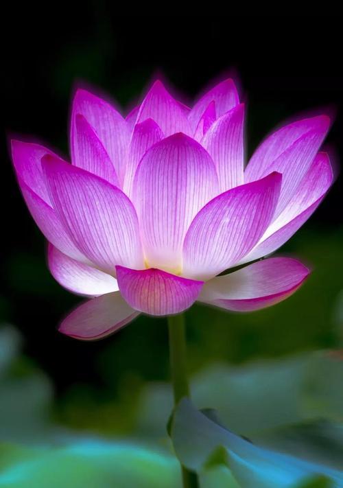 紫色四瓣圆花的花语寓意是什么？它在花艺中代表什么？