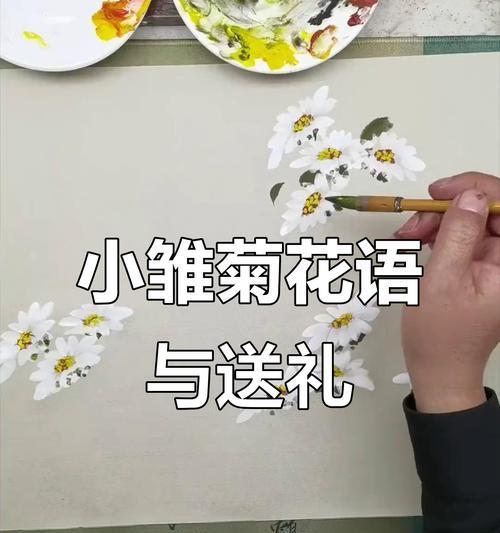 白色小雏菊的花语是什么？
