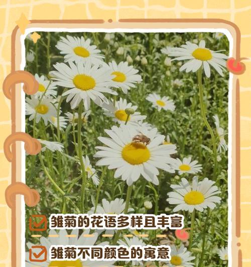 白色小雏菊的花语是什么？