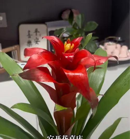 鸿运当头的寓意花有哪些？哪些花卉代表好运连连？