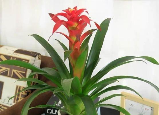 鸿运当头的寓意花有哪些？哪些花卉代表好运连连？