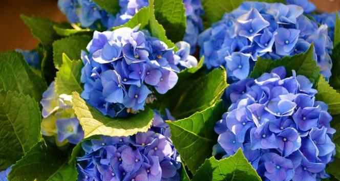 蓝色绣球花的花语是什么？绣球花的蓝色寓意有何特别之处？