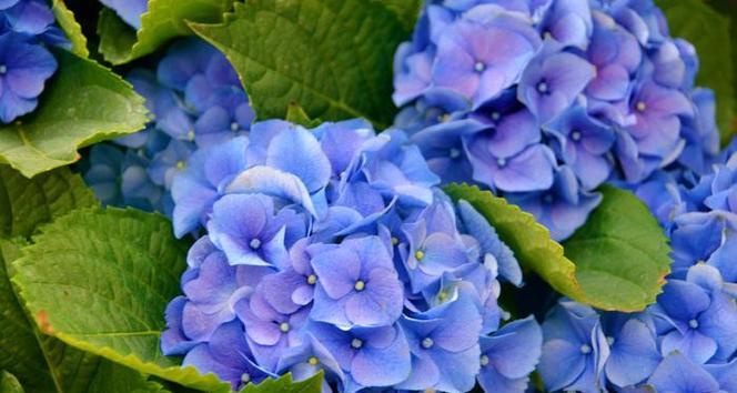 蓝色绣球花的花语是什么？绣球花的蓝色寓意有何特别之处？