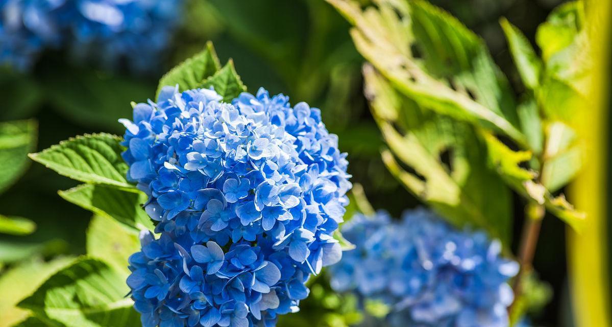 蓝色绣球花的花语是什么？绣球花的蓝色寓意有何特别之处？