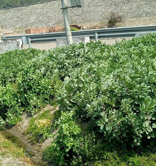 绿色花串气球的寓意是什么？什么颜色的彼岸花寓意好？
