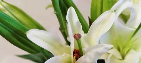 哪些花象征平安健康？平安健康的花语是什么？