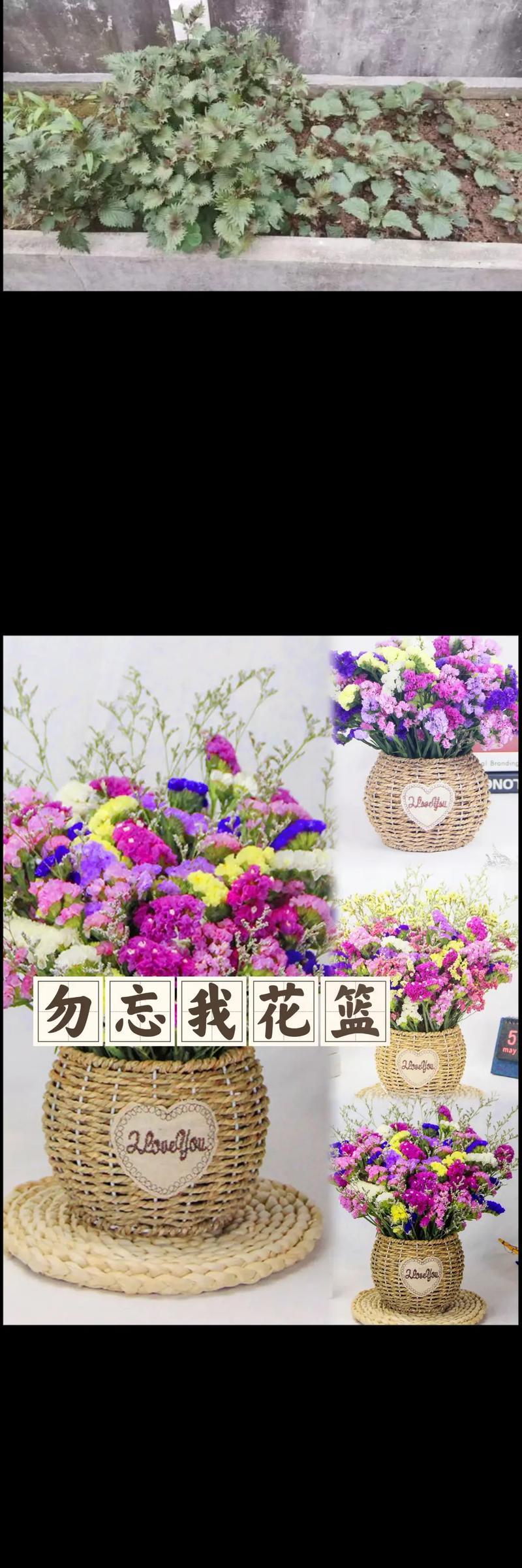 白色勿忘我花的寓意与象征是什么？