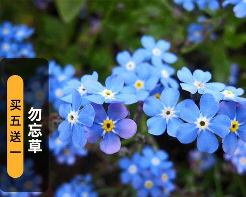 白色勿忘我花的寓意与象征是什么？