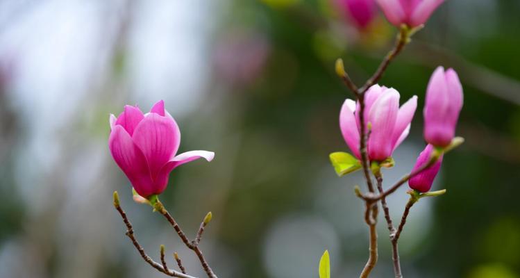 春天哪些花象征快乐？快乐的花有哪些？