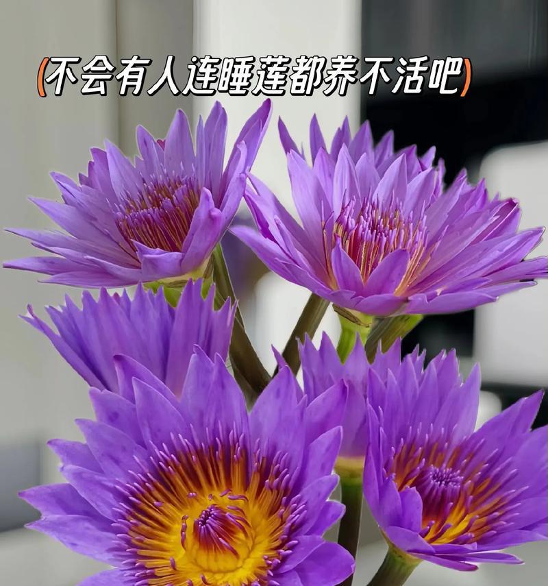 哪些鲜花寓意健康？寓意健康的花有哪些特点？