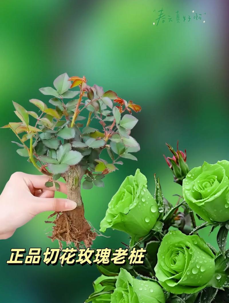 绿色玫瑰花的象征意义是什么？