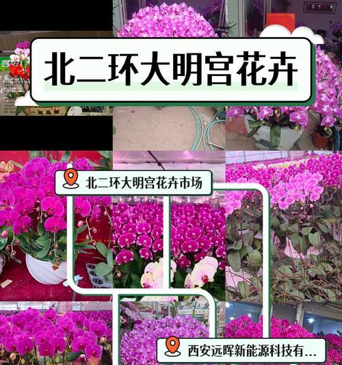 花语中美好吉祥的寓意有哪些？