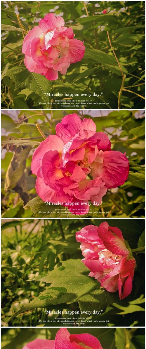 白色的花代表什么寓意？如何挑选寓意吉祥的白色花卉？