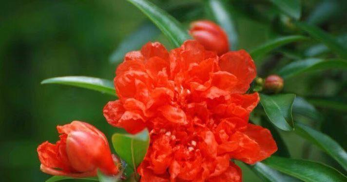 红色花树花语代表什么含义？