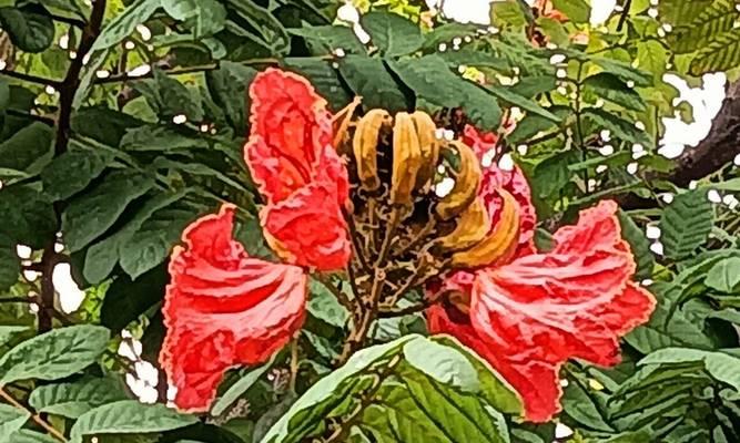 红色花树花语代表什么含义？