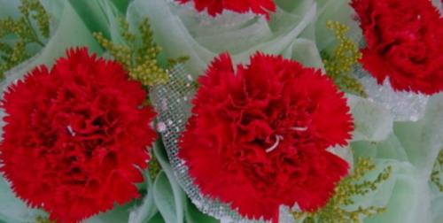 红色花树花语代表什么含义？