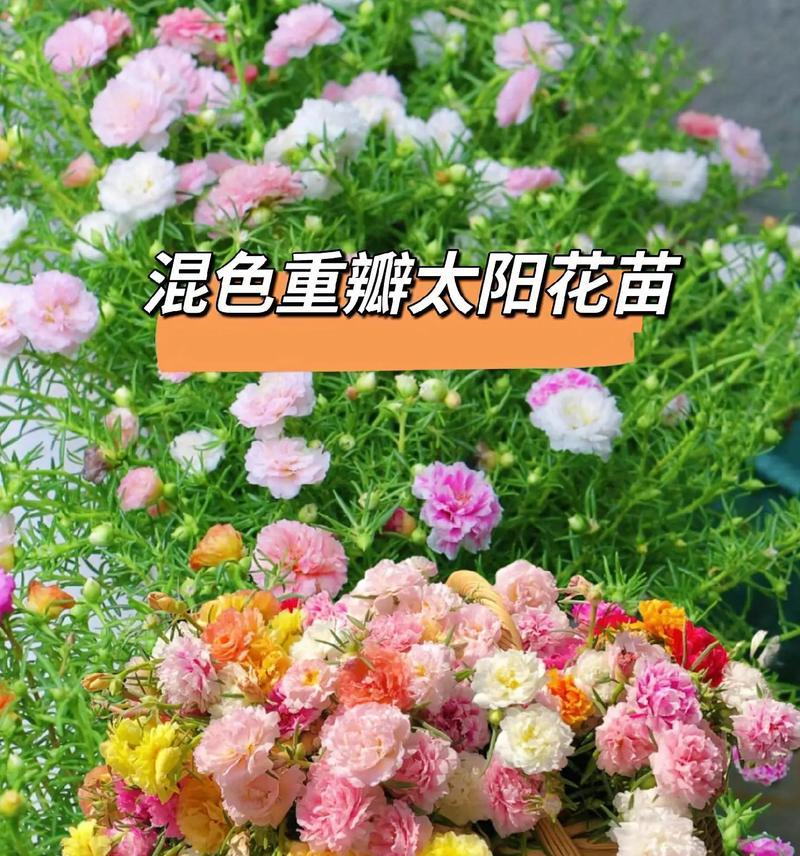 四季花卉分别代表什么寓意？