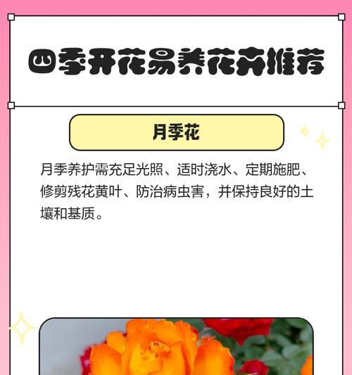 四季花卉分别代表什么寓意？