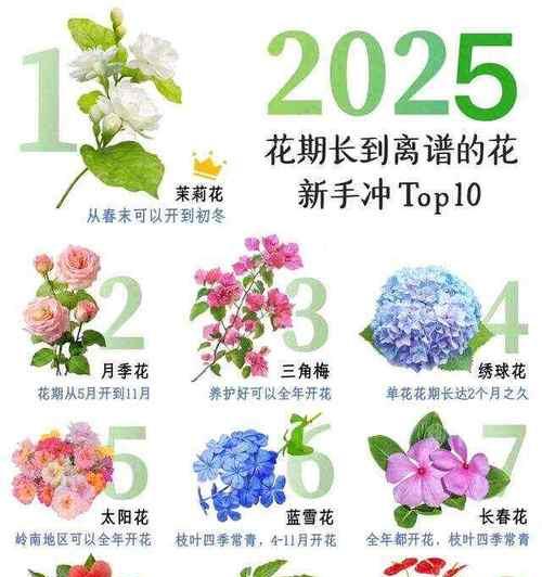 四季花卉分别代表什么寓意？