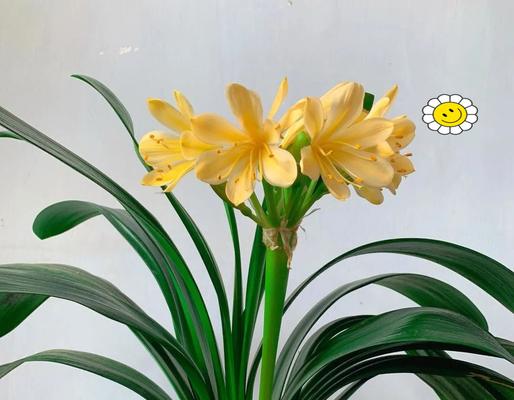 哪些花品种寓意好适合送给长辈？如何选择寓意吉祥的花卉？