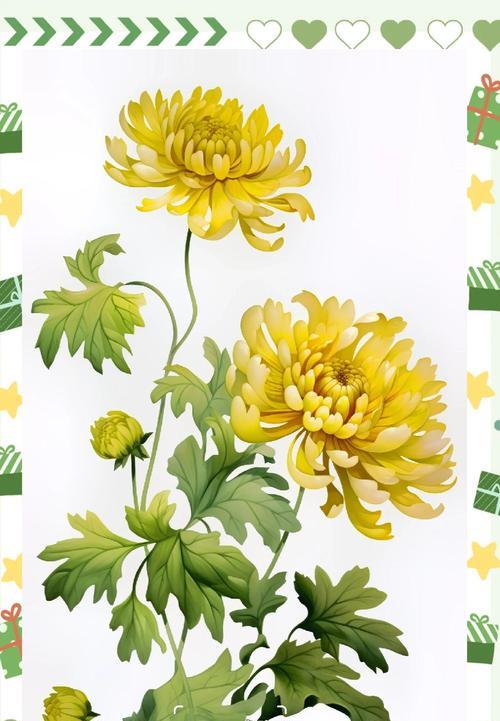 圣诞节常用的花材有哪些？它们的花语和寓意是什么？