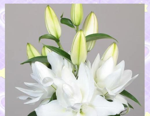 哪种花象征白色友谊？白色花朵的友谊寓意是什么？