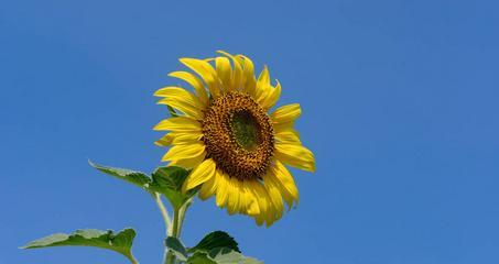 蓝色花与向日葵组合的寓意是什么？它们共同表达什么？
