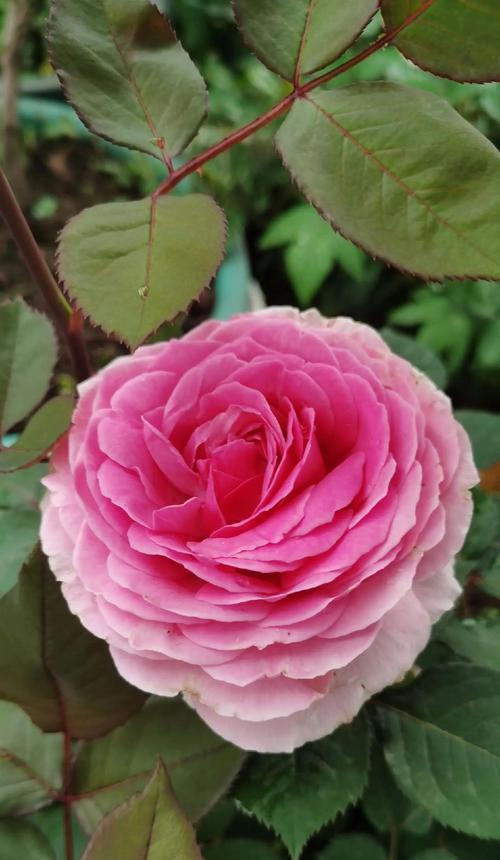 不同规格和颜色的月季花分别代表什么含义？