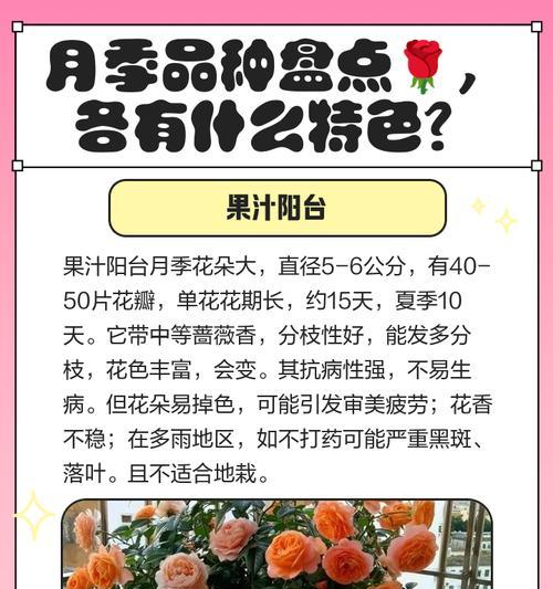 不同规格和颜色的月季花分别代表什么含义？