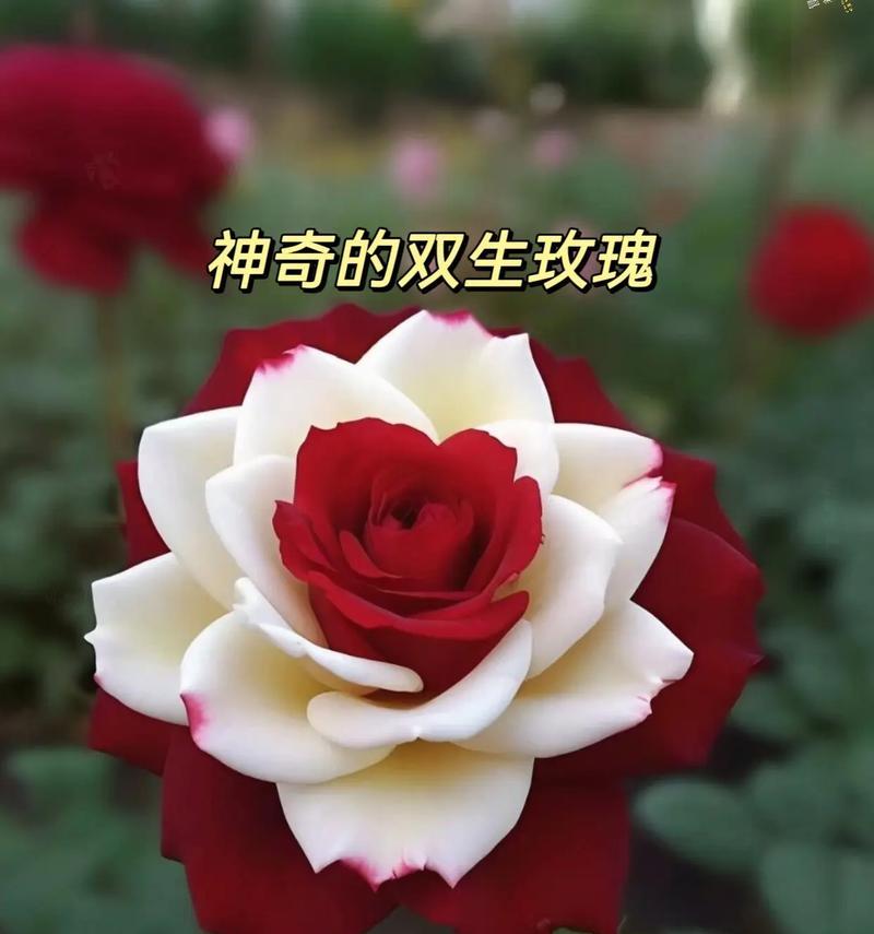 不同规格和颜色的月季花分别代表什么含义？