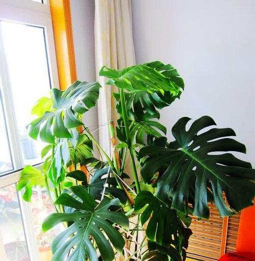 健康意义的花卉有哪些？它们代表了什么？