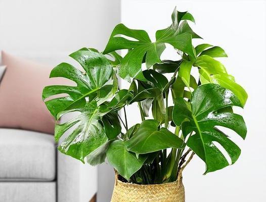 健康意义的花卉有哪些？它们代表了什么？