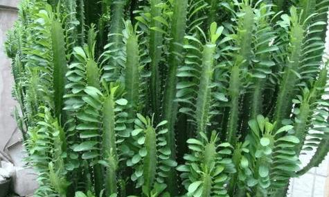 健康意义的花卉有哪些？它们代表了什么？