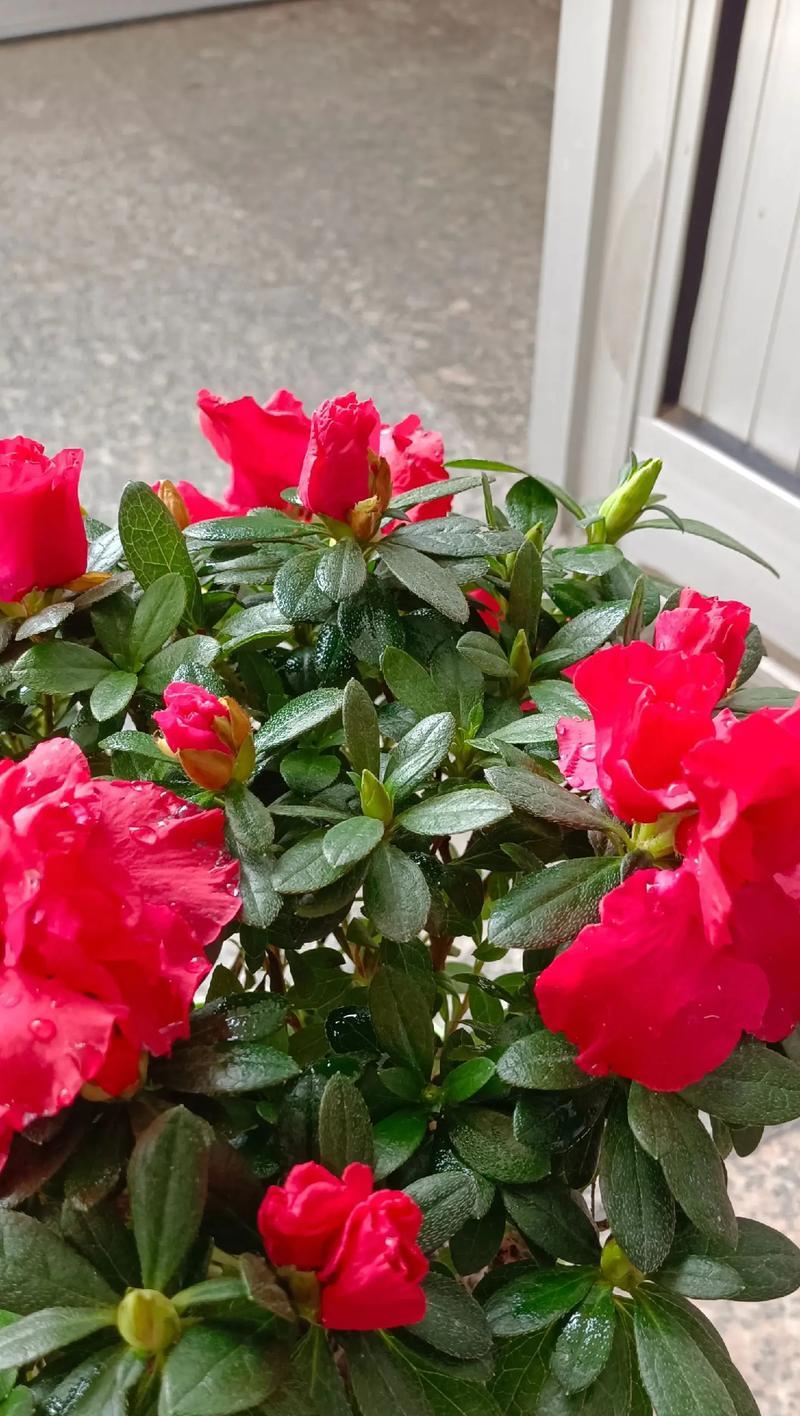 吉祥平安象征的花有哪些？