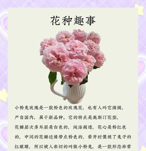 粉色玫瑰和太阳花的寓意是什么？这两种花的花语分别是什么？