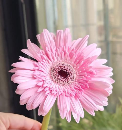 粉色玫瑰和太阳花的寓意是什么？这两种花的花语分别是什么？