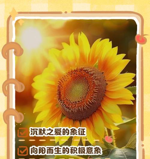 粉色玫瑰和太阳花的寓意是什么？这两种花的花语分别是什么？