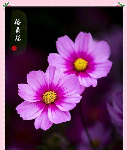 动漫中哪种花象征爱情？